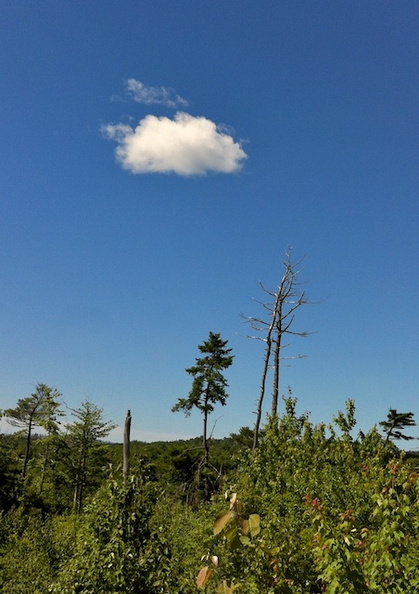 Cloud _amp_ Pine.jpg